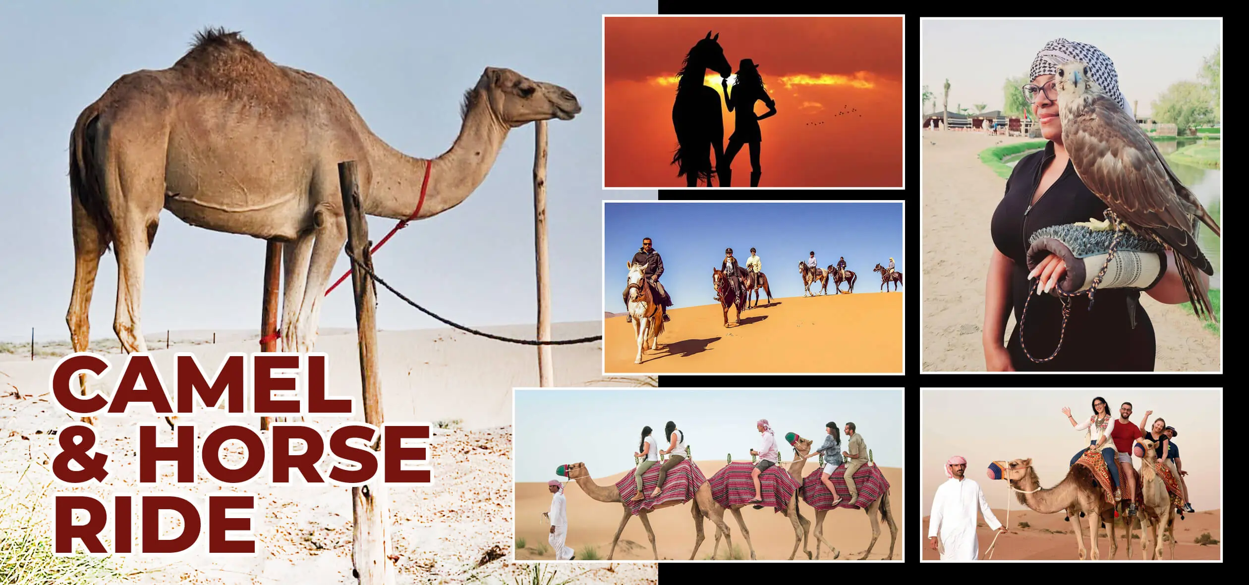 ontime-luxury-tours-camel-and-horse