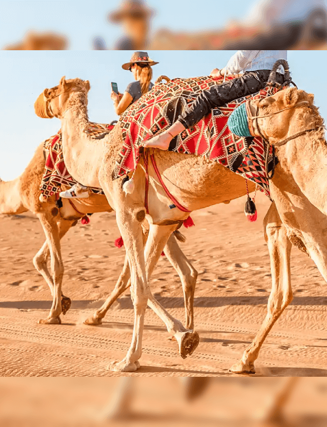 Camel and Horse Riding Dubai