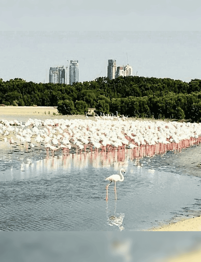 Nature and Wildlife Dubai