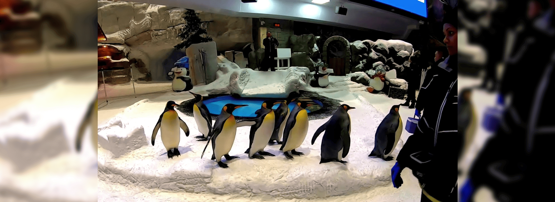 Dubai Aquarium and Penguin Encounter